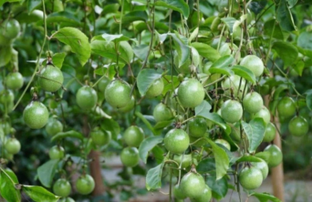 Chanh Leo Tây Nguyên Hướng Đến Xuất Khẩu: Vai Trò Của Hợp Tác Xã