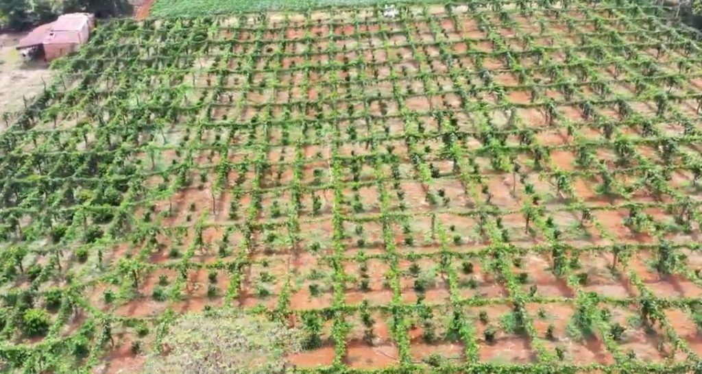 Xây Dựng Vùng Nguyên Liệu Chanh Leo Đạt Yêu Cầu Xuất Khẩu Cần Bắt Đầu Từ Đâu?