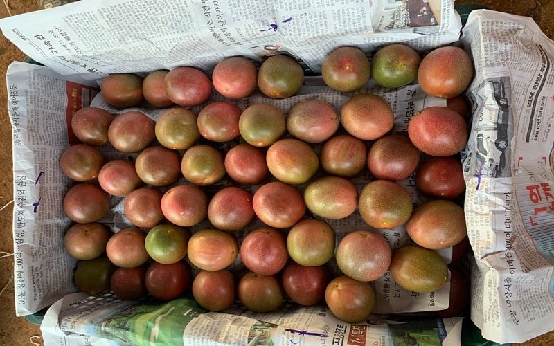 Xuất Khẩu Chanh Leo Đông Lạnh - Hướng Đi Gia Tăng Giá Trị Cho Nông Sản Việt