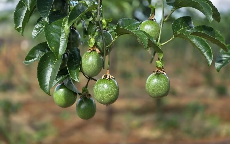 Chuỗi Giá Trị Nông Sản Là Gì? Vì Sao Ngày Càng Được Chú Trọng?