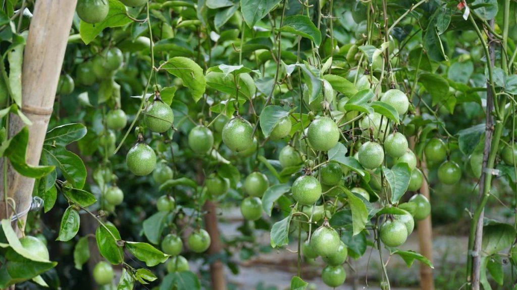 Chanh Leo Tây Nguyên: Phát Huy Lợi Thế Vùng Trồng Để Nâng Cao Giá Trị Xuất Khẩu