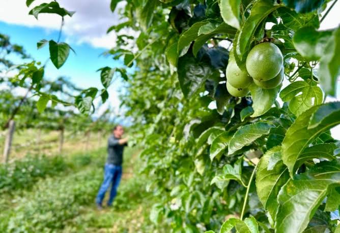 Xây Dựng Chuỗi Liên Kết, Chìa Khóa Phát Triển Bền Vững Ngành Hàng Chanh Leo