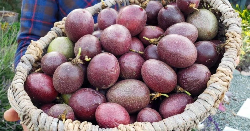 Xây Dựng Chuỗi Liên Kết, Chìa Khóa Phát Triển Bền Vững Ngành Hàng Chanh Leo