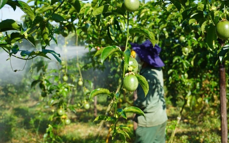 Cách Phòng Trị Bệnh Đốm Dầu (Bã Trầu) Trên Cây Chanh Leo Bằng Thuốc Sinh Học An Toàn