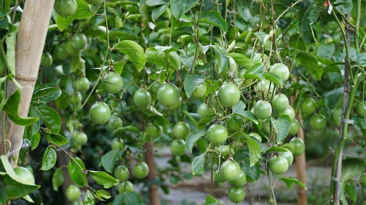 Chuỗi Lạnh Và Chế Biến Sâu: Hướng Đi Nâng Giá Trị Chanh Leo Xuất Khẩu