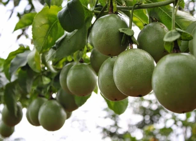 Kỹ Thuật Phun Thuốc Cho Cây Chanh Leo Đúng Cách
