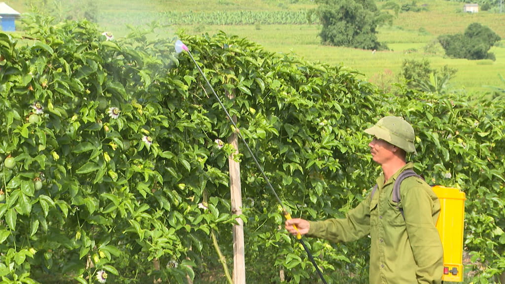 Kỹ Thuật Phun Thuốc Cho Cây Chanh Leo Đúng Cách