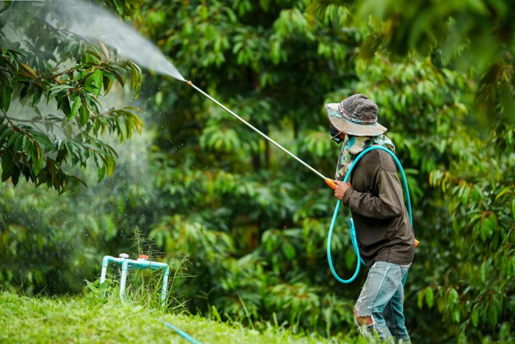 Kỹ Thuật Phun Thuốc Cho Cây Chanh Leo Đúng Cách