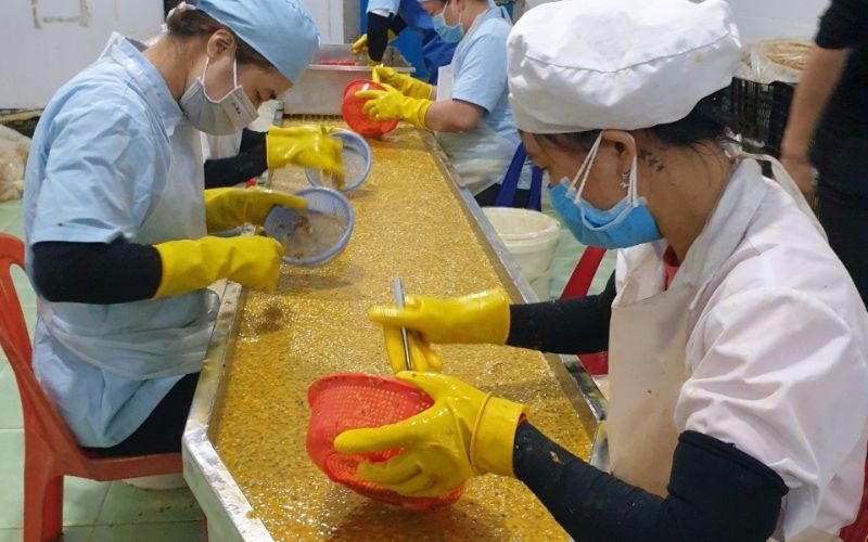 Từ Chanh Leo Tươi Đến Puree Và Nước Cốt Cô Đặc: Khác Biệt Trong Quy Trình Chế Biến