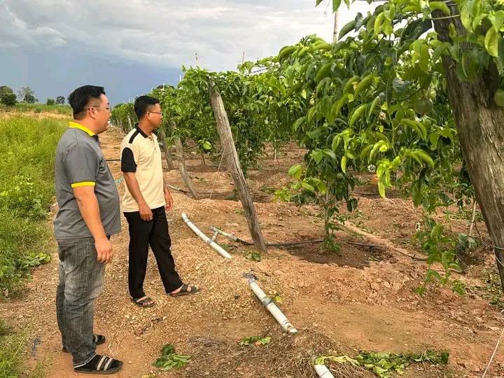 Hội Nông Dân Xã Ea Wer Phối Hợp HTX Xanh Cao Nguyên Khảo Sát Vùng Trồng Chanh Dây Tại Thôn Thái Bình
