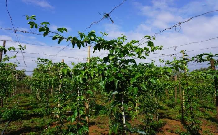 Kỹ Thuật Phun Thuốc Cho Cây Chanh Leo Đúng Cách